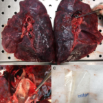 Don't Chew Your Drugs Screen Shot 2023-02-07 at 9.12.36 AM